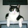 Monitor Cat