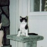 King of the Scratching Post