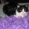 Feather Boa