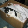 Max in Box